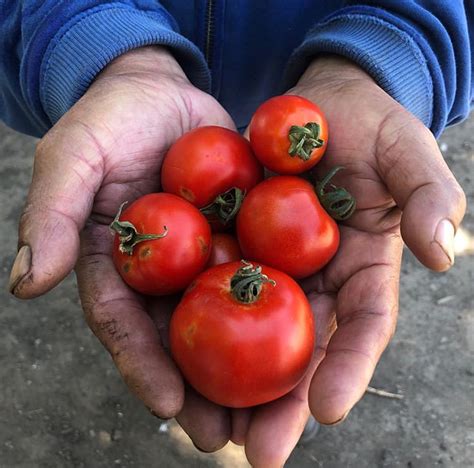 Tomato Season – Mariquita Farm