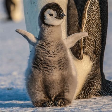 This baby Emperor penguin. : r/aww