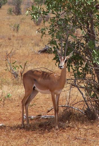 gazelle skeleton in the desert Free Photo Download | FreeImages