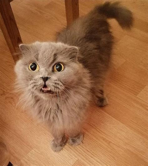Фото смешных котиков, заряжающих позитивом 🐈(часть 20) | Кошки, Смешно ...