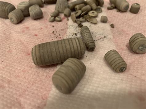 Prehistoric Insect Fossil