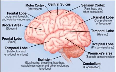 brain fatigue   critical issue open access pub