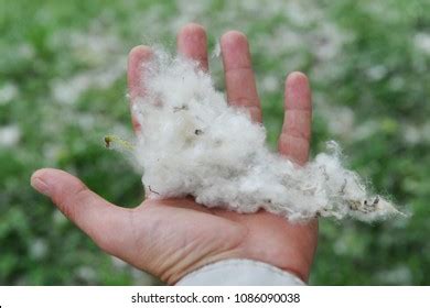 671 Cottonwood Pollen Images, Stock Photos & Vectors | Shutterstock