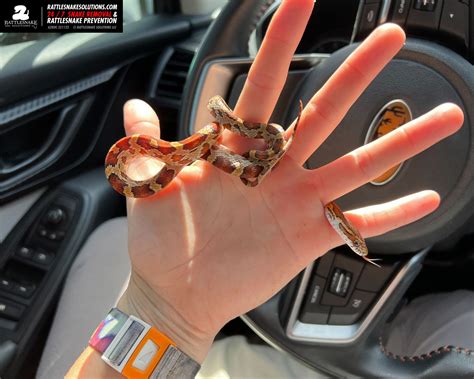 Rattlesnake Solutions - Here's a snake that's not an Arizona native