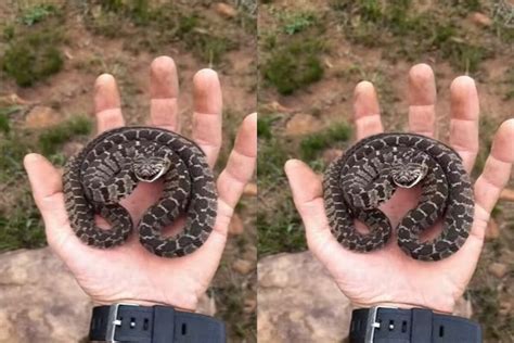 Viral Animal Video: मौत को हाथ में लेकर घूम रहा ये आदमी, किंग कोबरा के ...