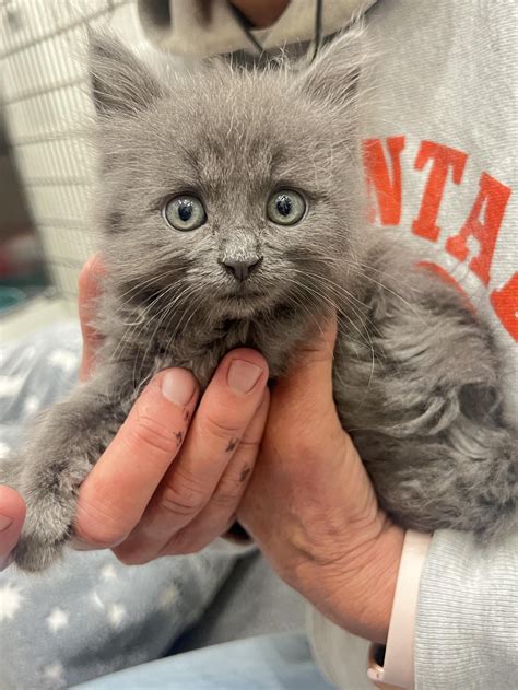 Nebelung: Creature of the Mist