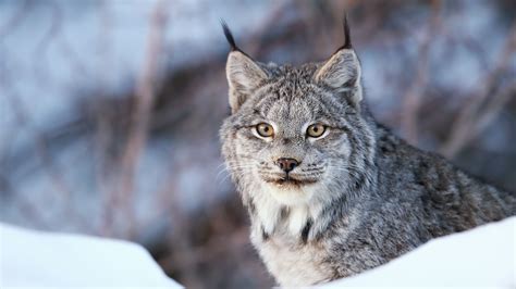 What is a Canada lynx? And should you be afraid of them? | Advnture