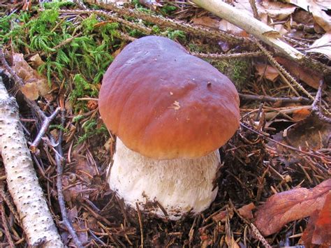 Белый гриб (Boletus edulis) фотографии, видео и истории