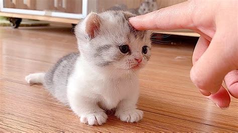 ПРИКОЛЫ С ЖИВОТНЫМИ ДО СЛЕЗ / Смешные КОТЫ 2022 / Приколы с КОТАМИ ...