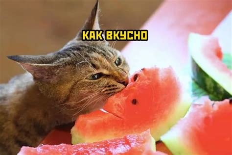 Кот ест фрукты - картинки и фото koshka.top