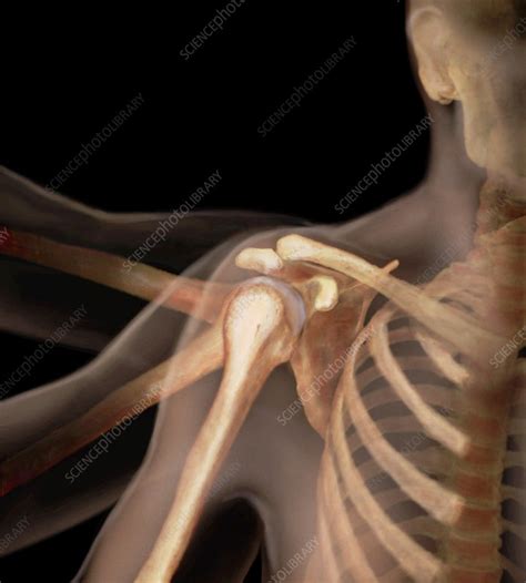 shoulder stock image p science photo library