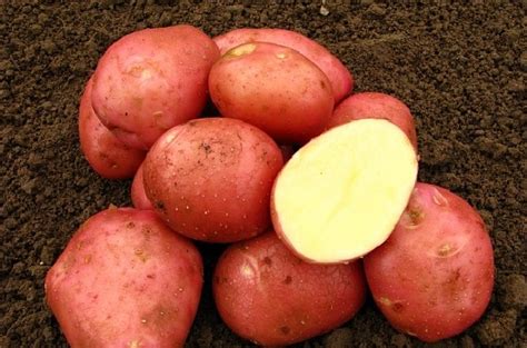Продам картоплю сорті біла роса. Волинська обл., м. Луцьк