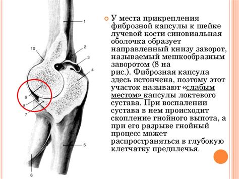 Локтевой сустав - презентация онлайн