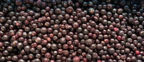 Замороженная черная смородина купить оптом в Омске, цены на черную ...