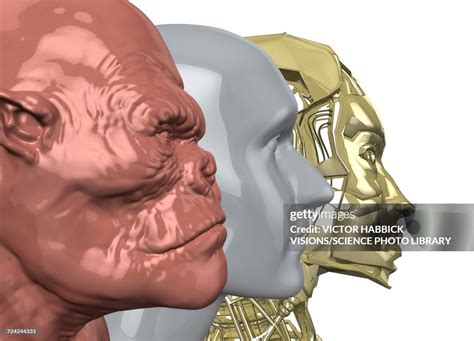 evolution illustration high res vector graphic getty images