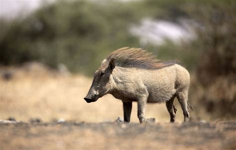 10 Wild Warthog Facts