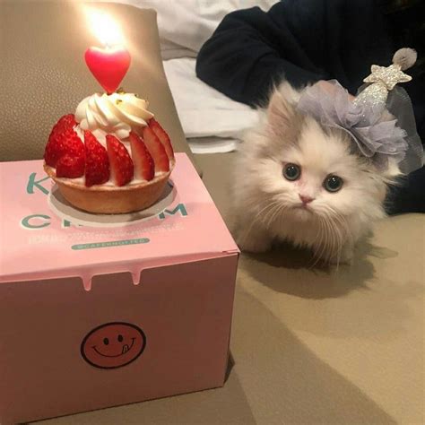 День рождения у Мурки | Bichinhos fofos, Gatinhos fofos, Fotos de animais