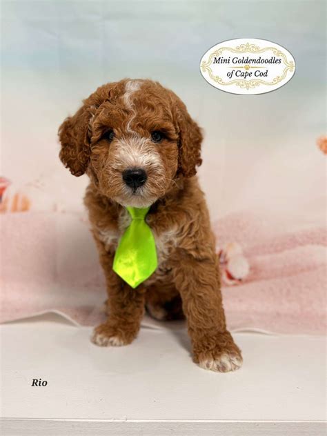 Premier Doodle Pet Store New England - Mini Goldendoodles Puppies