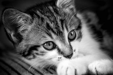 Little Izzi by Darryl Williams / 500px