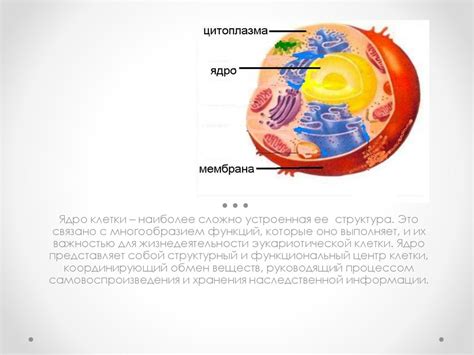 Клеточное ядро. Хромосомы - презентация онлайн