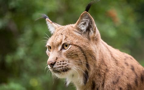 Papeis de parede 1920x1200 Lince Cabeça Ver Animalia baixar imagens