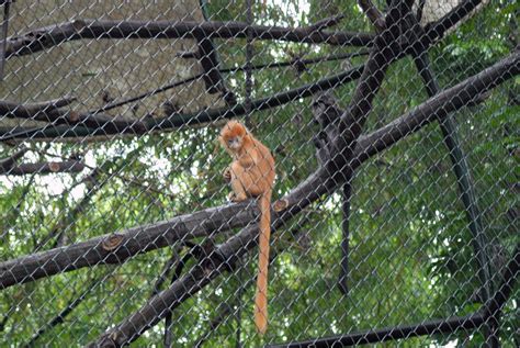 Ragunan Zoo, Jakarta