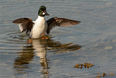 shorebirds  waterfowl wings  skagit