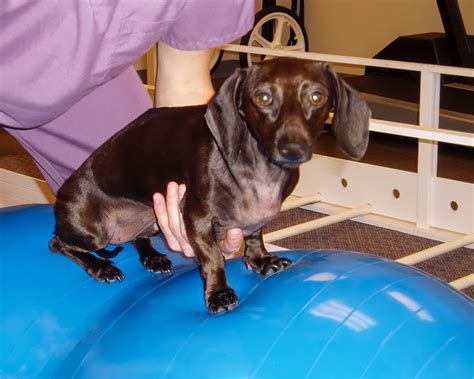 Physical therapy for spinal cord disorders – NeuroPetVet Academy