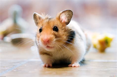 Chăm sóc hamster: Những điều cần lưu ý - ASIAPATA VIET NAM