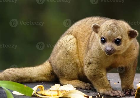 kinkajou stock  images  backgrounds