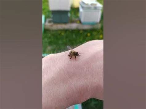 пчелы не кусают ртом, а жалят попой, там есть иголочка с ядом 😅🐝 # ...