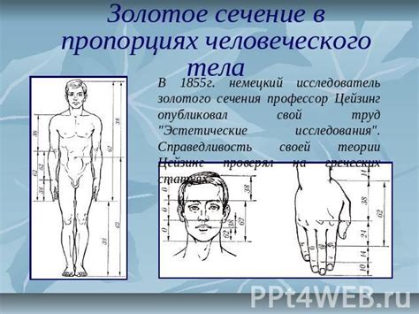 пропорции человеческого тела: 13 тыс изображений найдено в Яндекс ...