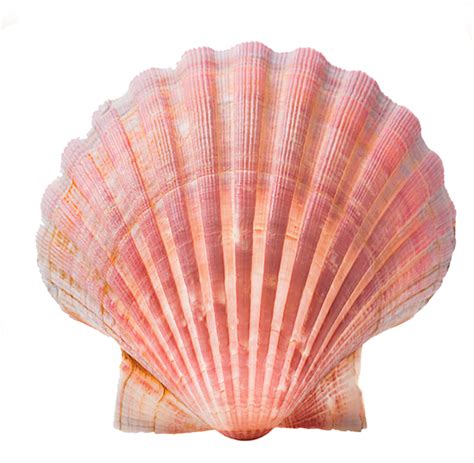 贝壳 (1)