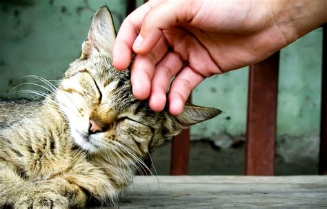 Чем мурлыкают кошки? - Научно-популярный журнал: «Как и Почему»