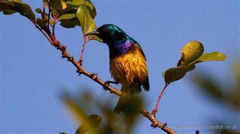 Variable Sunbird adult male - John Caddick | John Caddick