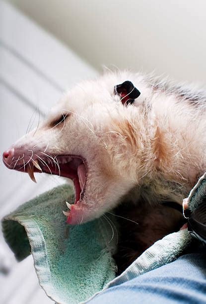 60+ Opossum Teeth Stock Photos, Pictures & Royalty-Free Images - iStock