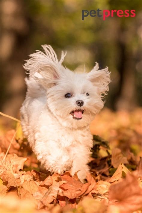 Guide to Maltese Dog Exercise: Prepare to Be Amazed - PetPress