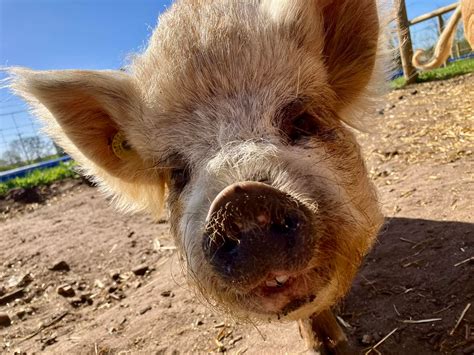 At baylham rare breeds farm ipswich you can feed a baby goat 2