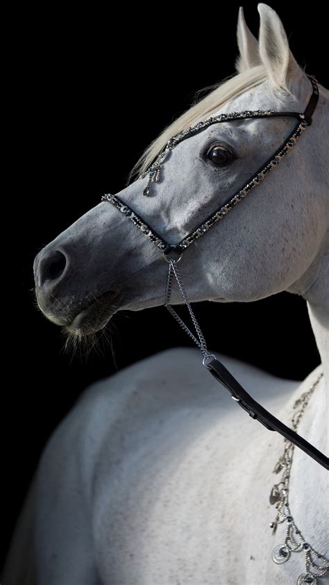 Wallpaper White horse, black background 3840x2160 UHD 4K Picture, Image