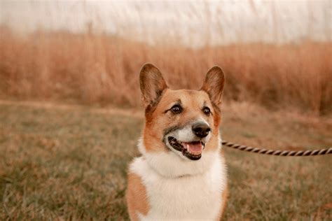 Discover the Welsh Corgi Husky: Traits, Needs, and Expenses