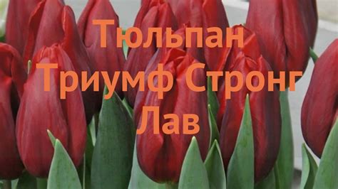 Тюльпан обыкновенный Стронг Лав (tulipa tyulpan) 🌿 обзор: как сажать ...