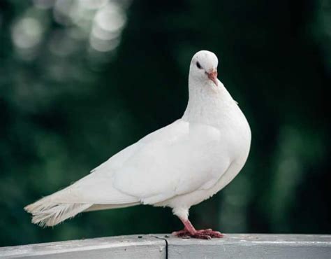 Pigeon Symbolism: 21 Symbols Behind the Winged Messenger