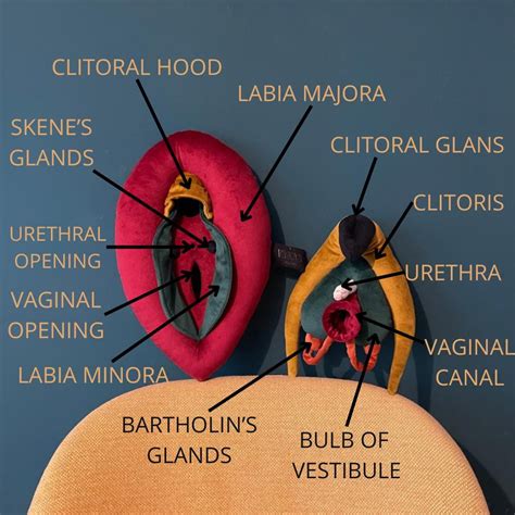 model vulva deluxe zestaw anatomiczny  odpinanym lechtaczka