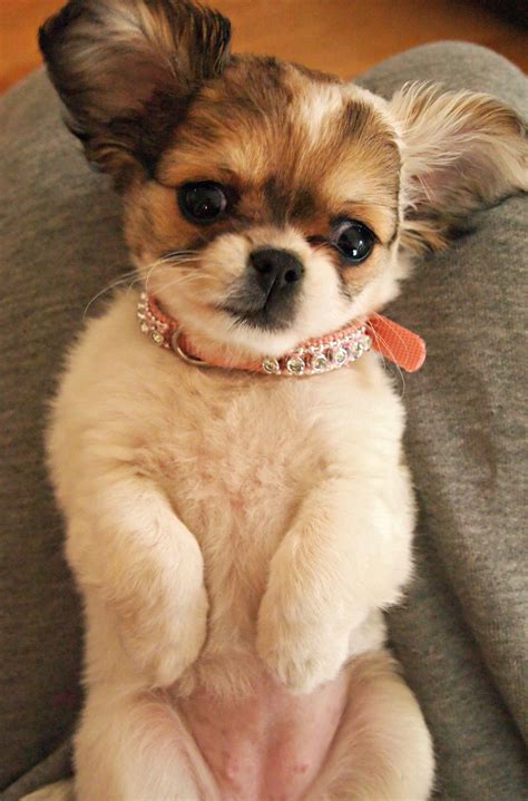 Shih Tzu / Chihuahua Mix Dog Breed Overview