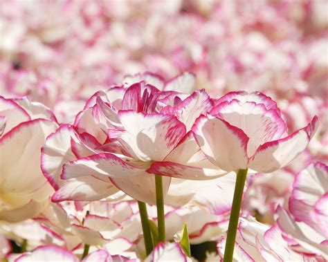 Tulip 'Belicia' bulbs — Buy online at Farmer Gracy UK
