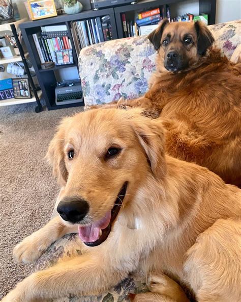 Case Update: 18 Golden Retrievers Find A Happy Ending — Columbus Humane