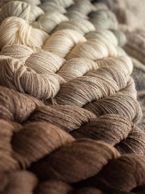 Kent DK merino & romney