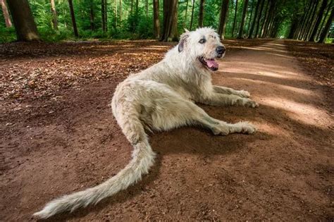 Guinness World Records Biggest Dog