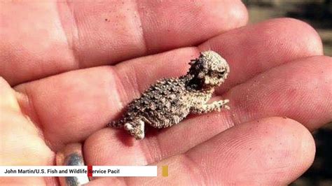 Coast Horned Lizard Shooting Blood