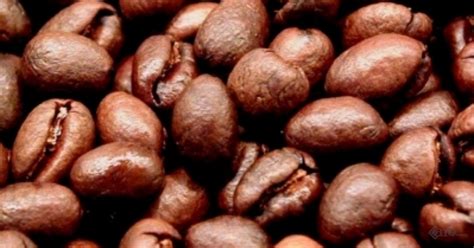 Caro Coffee - Culi